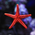 Red star fish Royalty Free Stock Photo