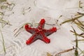 Red starfish on Diana Beach