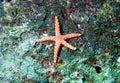 Red star fish, fromia monilis Royalty Free Stock Photo