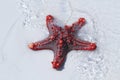 Red star fish in shallow water of Zanzibar Royalty Free Stock Photo