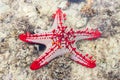 Red star fish under water surface. Marine life. Starfish on sand. Underwater life. Nature in Tanzania, Zanzibar. Royalty Free Stock Photo