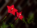 Red Star flower Royalty Free Stock Photo