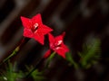 Red Star flower