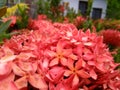 Red star flowers in Madang, PNG Royalty Free Stock Photo
