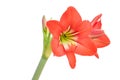Red star lily flower Royalty Free Stock Photo