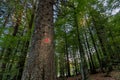 Red star painted on spruce marks the hiking trail to the memorial of Pohorje battalion near Osankarica, Slovenia Royalty Free Stock Photo