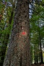 Red star painted on spruce marks the hiking trail to the memorial of Pohorje battalion near Osankarica, Slovenia Royalty Free Stock Photo