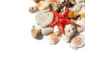 Red star and sea shells Royalty Free Stock Photo