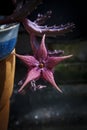 Red star shape ,stepelia huernia blooming in planting pot