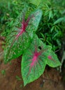 Red star taro leaves, beautiful color
