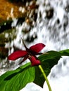 Red Star Trillium flower waterfall spring nature art