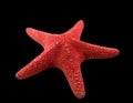 Red starfish Royalty Free Stock Photo