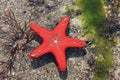 Red Starfish Royalty Free Stock Photo