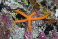 Red starfish