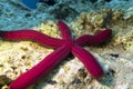 Red starfish also called as sea star, single animal at the bottom of the Adriatic Sea, close up
