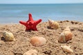 Red starfish on the beach Royalty Free Stock Photo