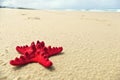Red Starfish on Beach Background