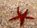 Red starfish on the beach on the island of Kefalonia in the Ionian Sea in Greece Royalty Free Stock Photo