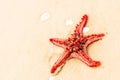 Red starfish is on a beach sand close up. Starfish is in the sea waves. Sea concept. Background horizontal format. Space for text Royalty Free Stock Photo