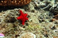 A red starfish Royalty Free Stock Photo