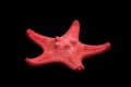 Red starfish on a black background. Marine decorative element for the interior.