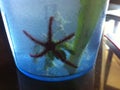 Red starfish in a blue cup Royalty Free Stock Photo