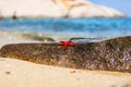 Red starfish with five curved tentacles lies on a warm wet granite stone