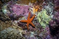 Red Starfish