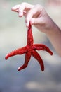 Red starfish in hand Royalty Free Stock Photo