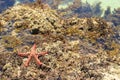 Red starfish. Indian Ocean Coast, Diani Beach, Kenya, Mombasa Royalty Free Stock Photo