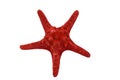 Red starfish isolated Royalty Free Stock Photo