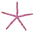 Red starfish isolated Royalty Free Stock Photo