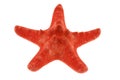 Red starfish isolated on white Royalty Free Stock Photo