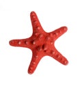 Red starfish isolated on white Royalty Free Stock Photo