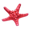 Red starfish isolated on white background Royalty Free Stock Photo