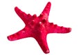 Red starfish isolated on white Royalty Free Stock Photo