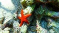 Red starfish lying on coral in underwater