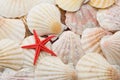 Red starfish over background of sea shells Royalty Free Stock Photo