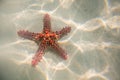 Red starfish resting on the bottom of Indian Ocean Royalty Free Stock Photo