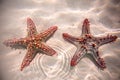 Red starfish resting on the bottom of Indian Ocean Royalty Free Stock Photo