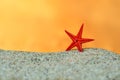 Red starfish on sand on background of sunset sky