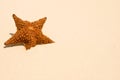 Red starfish on a sand beach Royalty Free Stock Photo