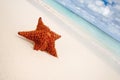 Red starfish on a sand beach Royalty Free Stock Photo