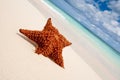 Red starfish on a sand beach Royalty Free Stock Photo