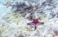 Red starfish on sea shore with seagrass. Underwater photo of star fish in tropical seashore. Exotic island beach Royalty Free Stock Photo