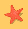 Red Starfish or Sea Star Star-Shaped Echinoderm Royalty Free Stock Photo