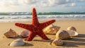 Red Starfish and Seashells on Sandy Beach Sunset Royalty Free Stock Photo