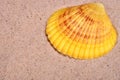 Red starfish on shallow sea sand closeup