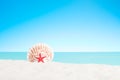 Red starfish with a shell on a sandy beach Royalty Free Stock Photo