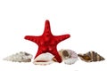 Red starfish and some sea shells isolated on white Royalty Free Stock Photo